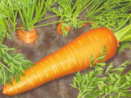 Загадка про морковку